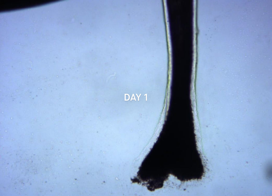 A hair under the microscope at day 1 of the study