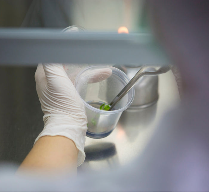 Lab work with olive tree extract